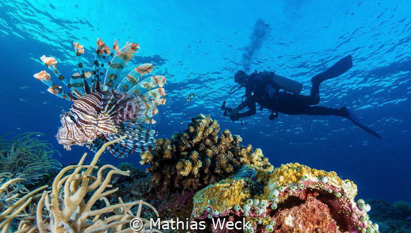Lion Fish with diver at Tubbataha reef by Mathias Weck 