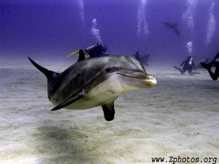 Bottle nose dolphins from Anthony's Key resort are well t... by Zaid Fadul 