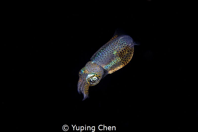 Shining in the dark/Bobtail Squid//Lembeh, Indonesia/Cano... by Yuping Chen 