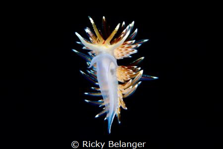 Opalescent Nudibranch - Hermissenda crasicornis

Taken ... by Ricky Belanger 