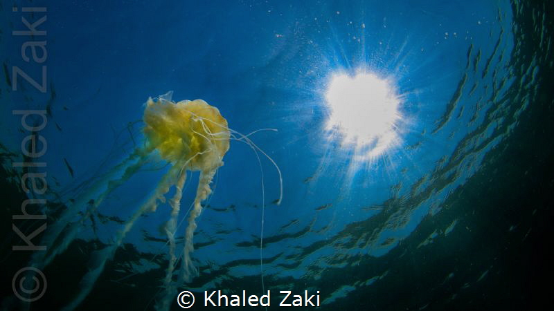 Jelly fish by Khaled Zaki 