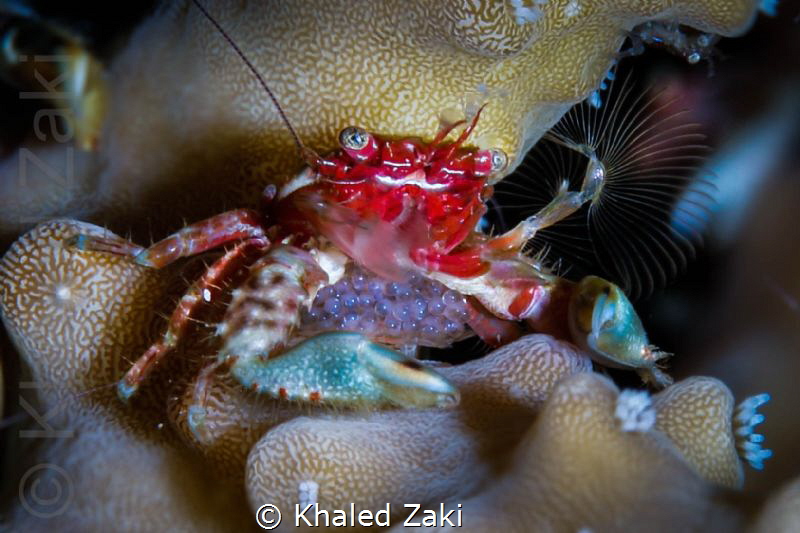 Ceramic Crab eggs & fan by Khaled Zaki 