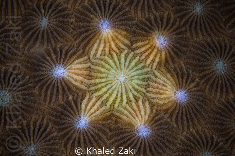 Coral Mandala by Khaled Zaki 