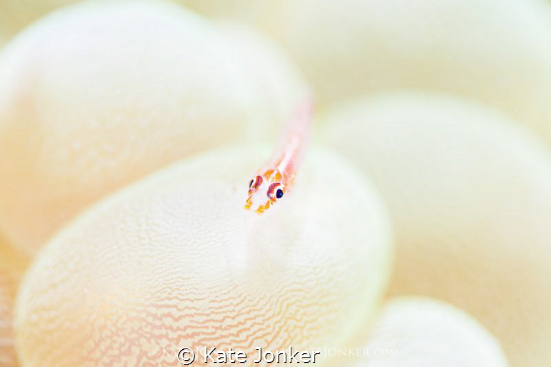 Goby on bubble coral at Bethlehem in Anilao, using very s... by Kate Jonker 