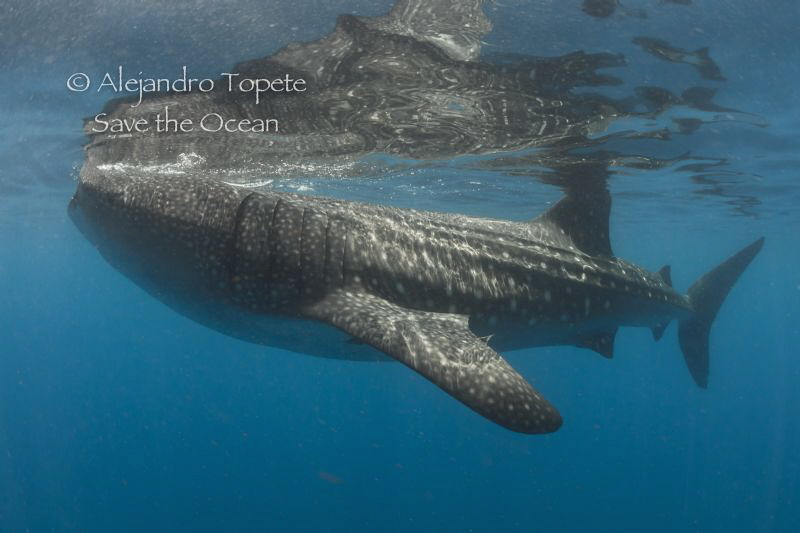 Whale Shark and reflex, Isla Contoy México by Alejandro Topete 