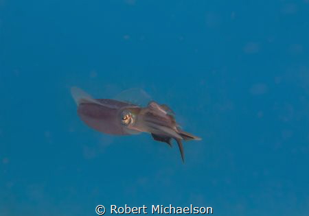 Squid with fish. It may be a sergeant major. by Robert Michaelson 