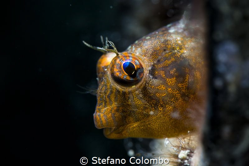 Blenny hiding himself in a tube by Stefano Colombo 