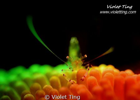 A common shrimp in colors by Violet Ting 