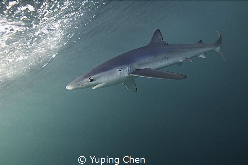 Blue Shark/ San Jose Lucas, Mexico/Canon 5D MarkIII, 16-3... by Yuping Chen 
