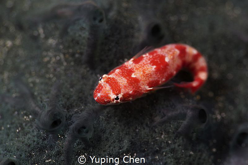 Little Red/Goby?/Raja Ampat, Indonesia/Canon 5D MarkIII, ... by Yuping Chen 