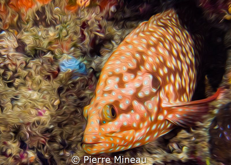 Coral grouper by Pierre Mineau 