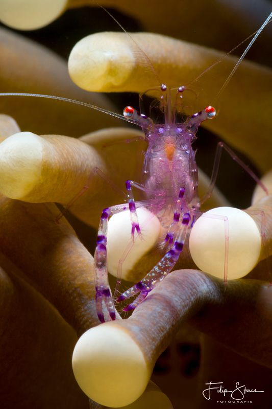 Tosa commensal shrimp (Periclimenes tosaensis) Raja Ampat. by Filip Staes 