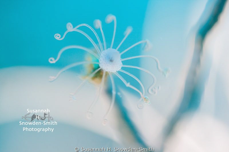 Hydroid In High Key

Always looking for a unique and ar... by Susannah H. Snowden-Smith 
