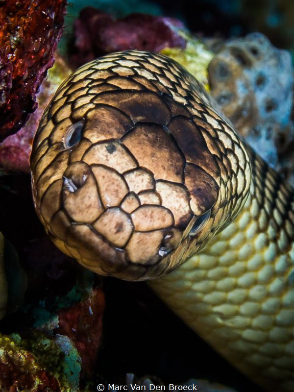 snakeface by Marc Van Den Broeck 
