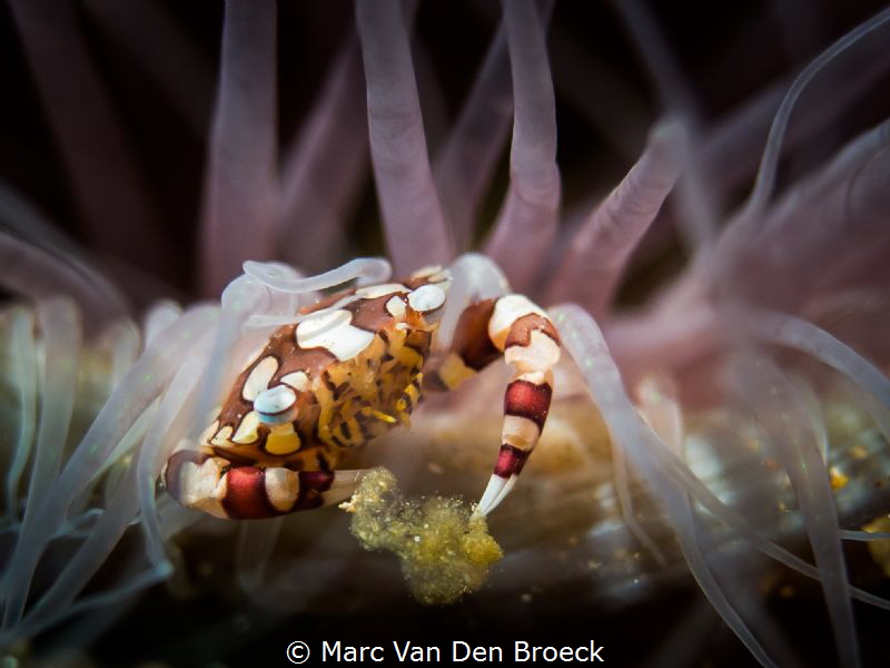 eating by Marc Van Den Broeck 