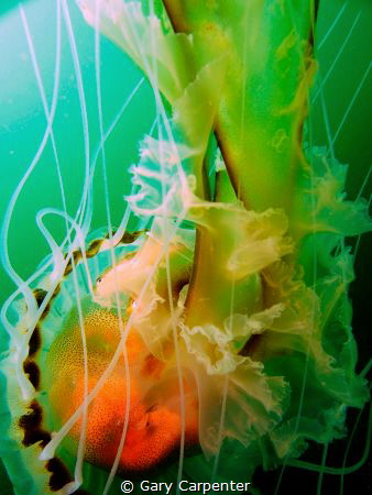 Compass jellyfish (Chrysaora hysoscella) - Picture taken ... by Gary Carpenter 