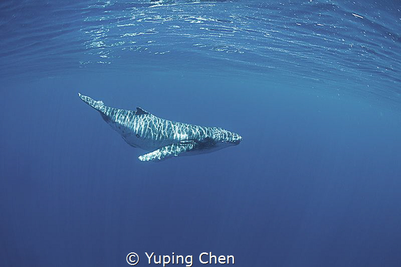 Sunny baby/Humpback whale/Vava'u Tonga by Yuping Chen 