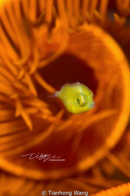 SWIRL
When I took this shoot , I used  aperture of 6.3 t... by Tianhong Wang 