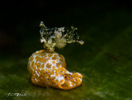L O A D E D
Bubble Shell Sea Slug with Algae on the back... by Ton Ghela 