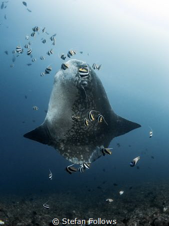 Sunny Side Up

Southern Ocean Sunfish - Mola ramsayi

... by Stefan Follows 