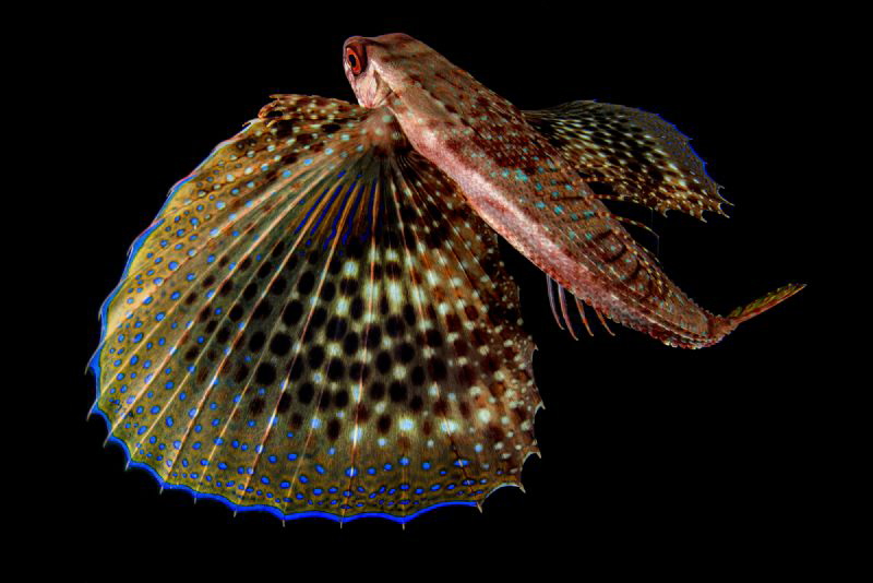 Red Gurnard by Marco Gargiulo 