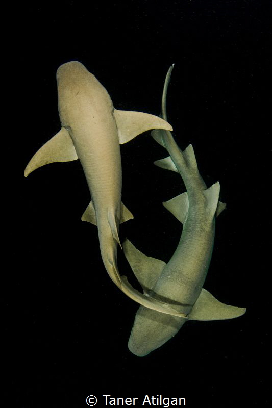 Nurse sharks at night snorkeling by Taner Atilgan 