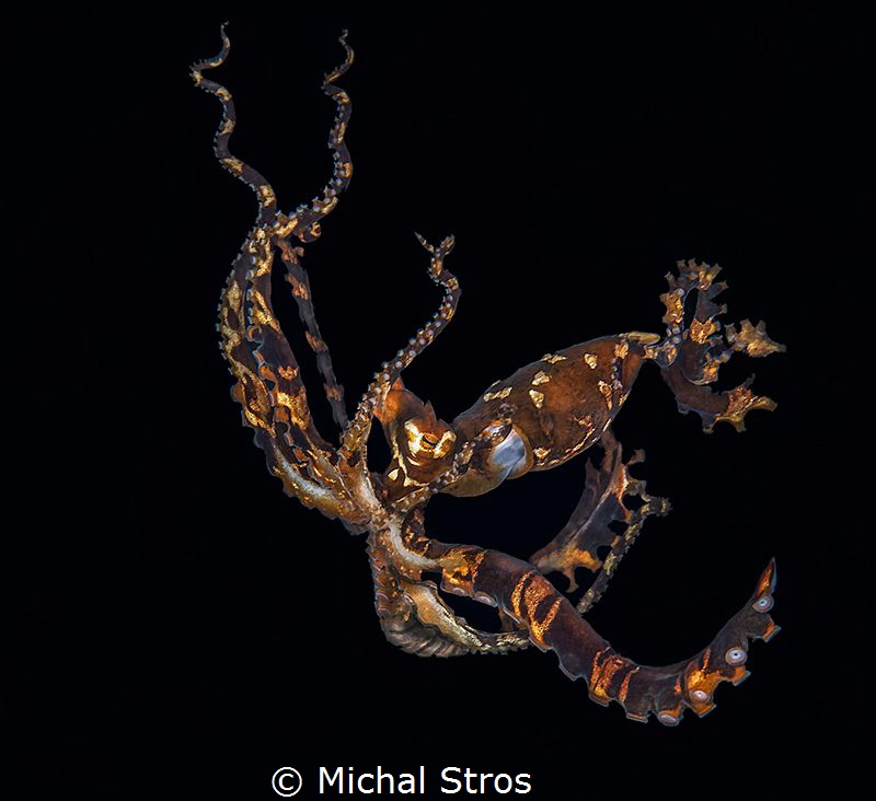 Dancing Wonderpus Octopus by Michal Stros 