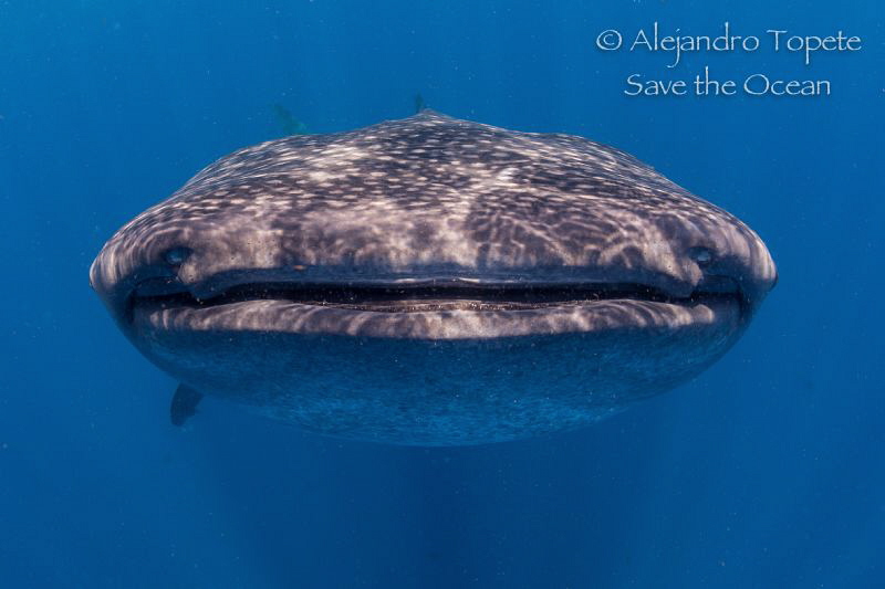 Whaleshark close up, Isla Contoy México by Alejandro Topete 