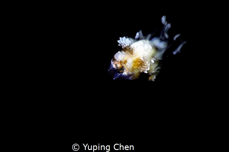 Just a Little Fish/Sweetlips(Juvenile)//Lembeh strait,Ind... by Yuping Chen 