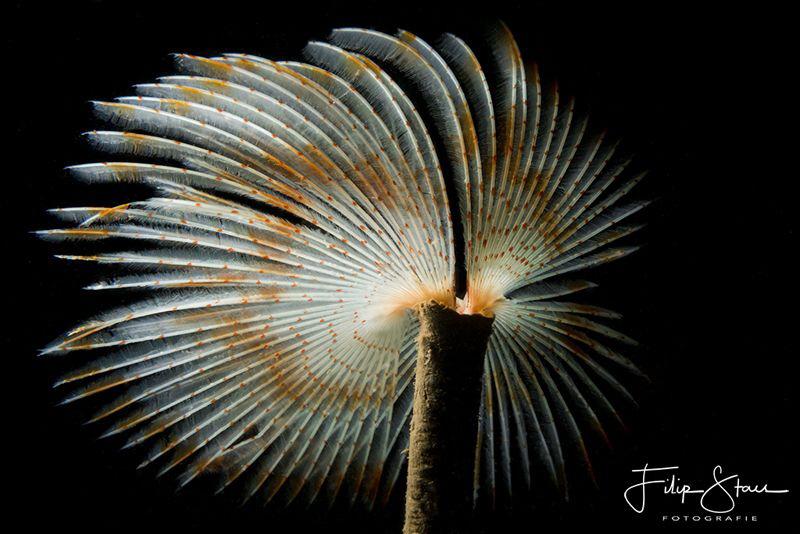 Peacock worm (Sabella pavonina), Zeeland, The Netherlands. by Filip Staes 