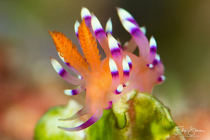 Flabellina exoptata, Raja Ampat. by Filip Staes 
