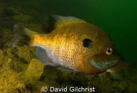 A male Bluegill Sunfish in local Quarry. by David Gilchrist 