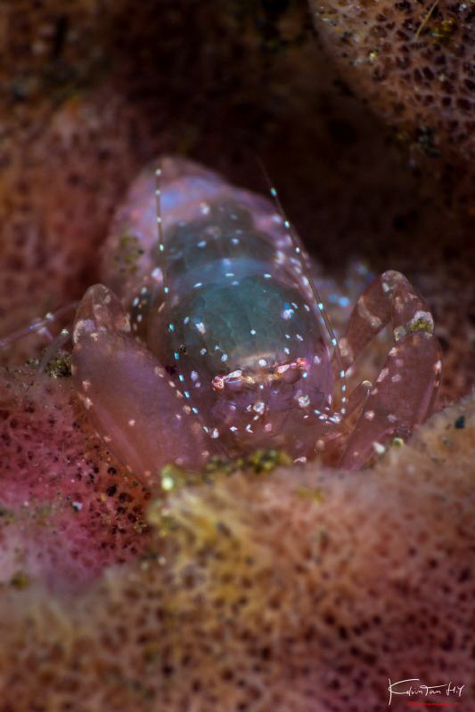 Sponge coral shrimp by Kelvin H.y. Tan 