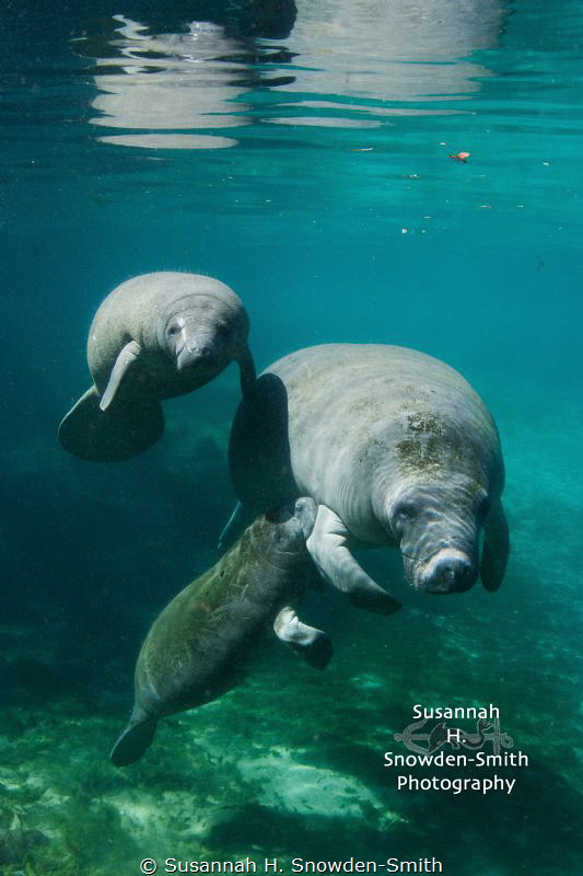 "A Sweet Moment"

A manatee calf looks up at the camera... by Susannah H. Snowden-Smith 
