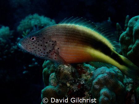 Speckled Hawkfish, an interesting  resident of the reefs ... by David Gilchrist 