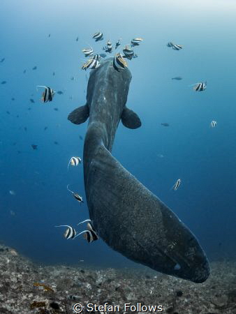 I Fink U Freeky

Southern Ocean Sunfish - Mola ramsayi
... by Stefan Follows 