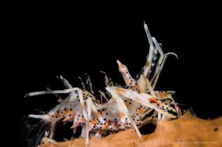 T I G E R
Bongo shrimp (Phyllognathia ceratophthalma)
T... by Irwin Ang 