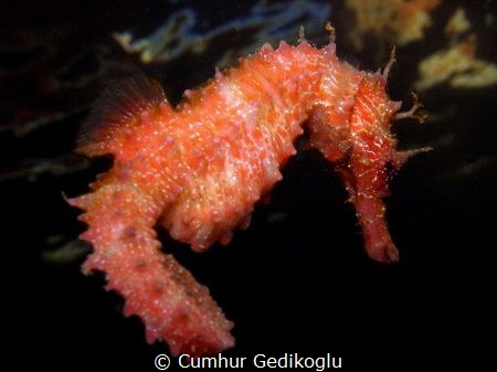 Hippocampus guttulatus
Speckled seahorse by Cumhur Gedikoglu 