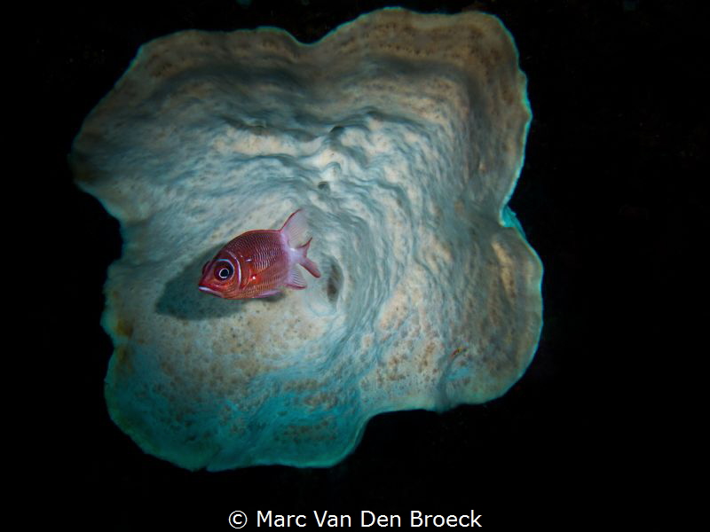 framefish by Marc Van Den Broeck 