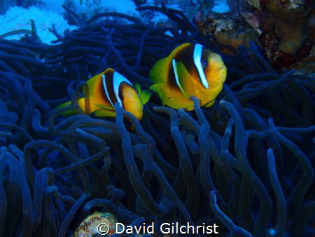 A pair of Anemone Fish from the Red Sea. by David Gilchrist 