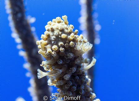 Close up shot of soft coral munching on the passing plank... by Sean Dimoff 