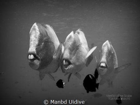 3STOOGES
Borneo Divers by Manbd Uidive 