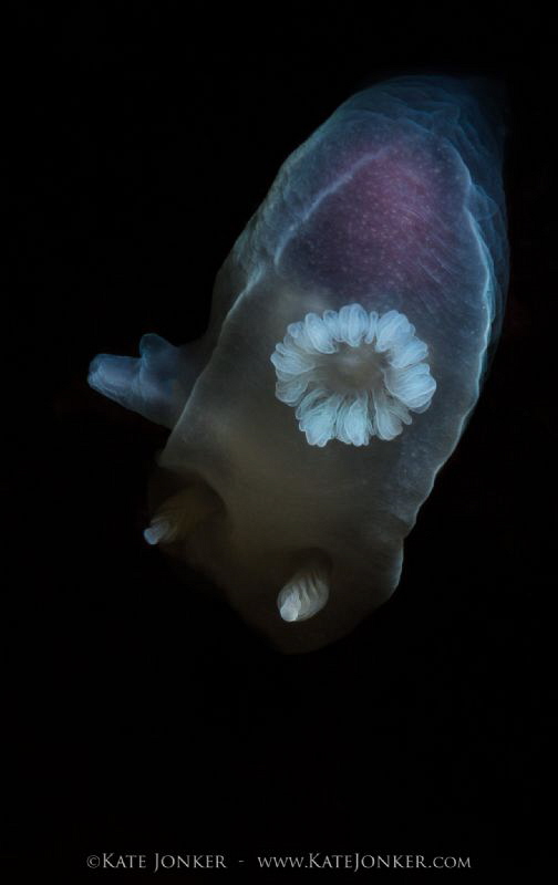 Ghostly Apparition
Ghost Nudibranch at Blousteen Dive si... by Kate Jonker 