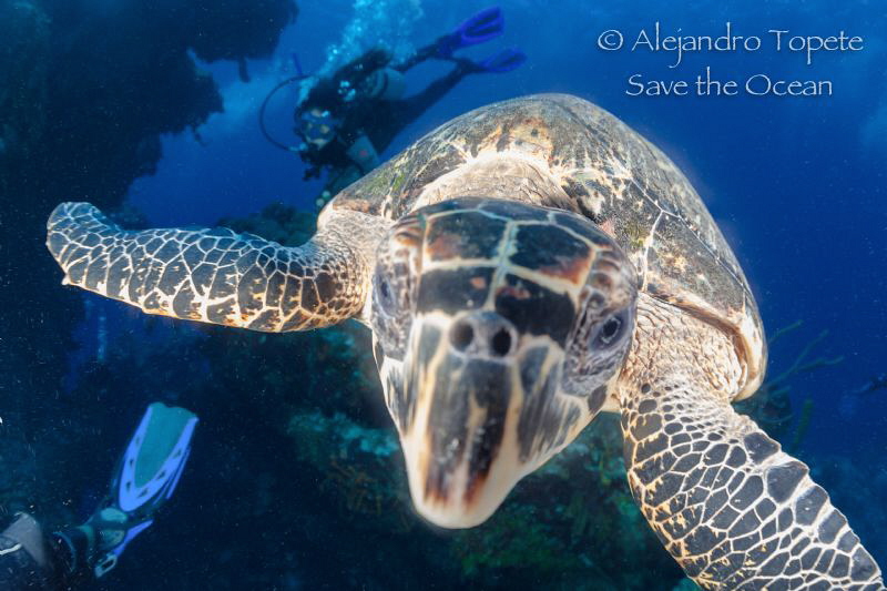 Turtle in the dome, Cozumel México by Alejandro Topete 