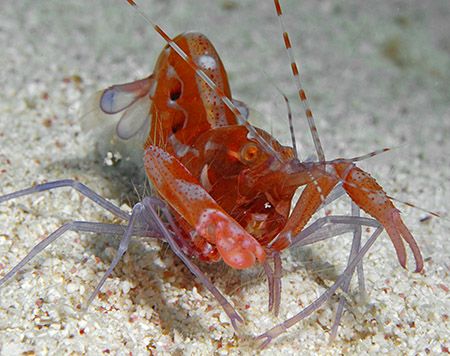 Red Snapping Shrimp (also called Pistol Shrimp). It takes... by Jim Chambers 