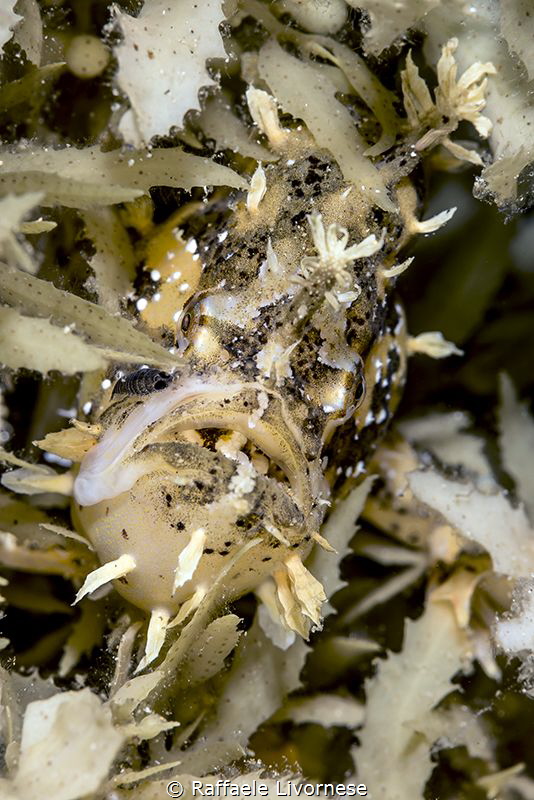 Sargassum frogfish in camouflage habitat by Raffaele Livornese 