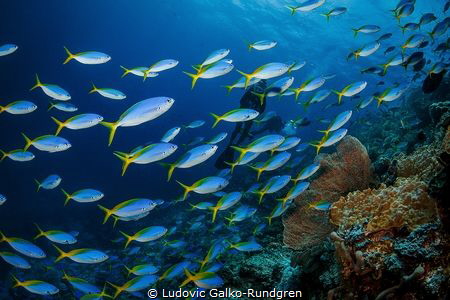Fusiliers schooling on Tania's reef by Ludovic Galko-Rundgren 