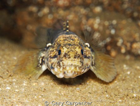 Look into my eyes - Rock Goby (Gobius paganellus) - Pictu... by Gary Carpenter 
