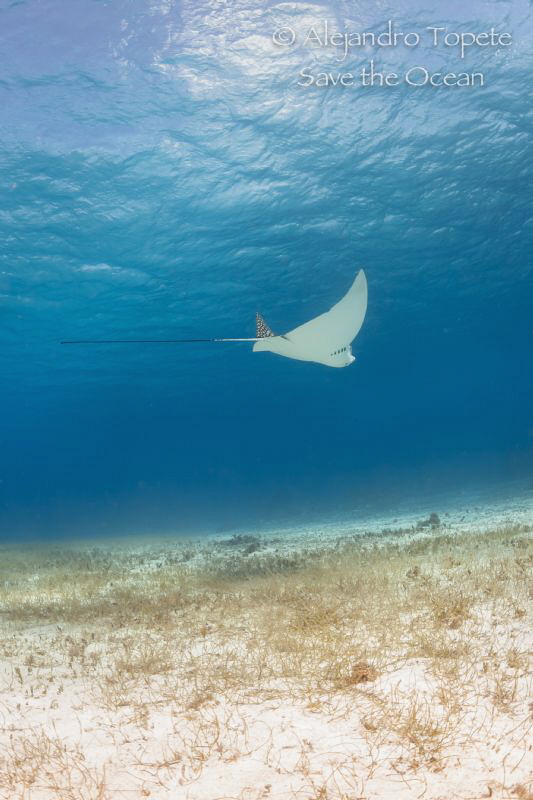 Eagle Ray with cloud, Cozumel México by Alejandro Topete 