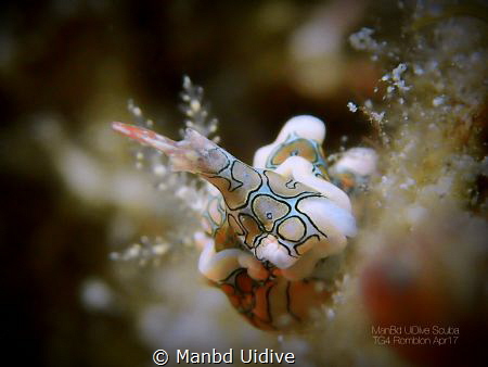 PSYCHEDELIC 5mm
3P Romblon by Manbd Uidive 